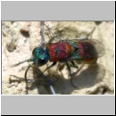 Chrysis viridula - Goldwespe 06d 8-9mm Tongrube-OS-Wallenhorst.jpg